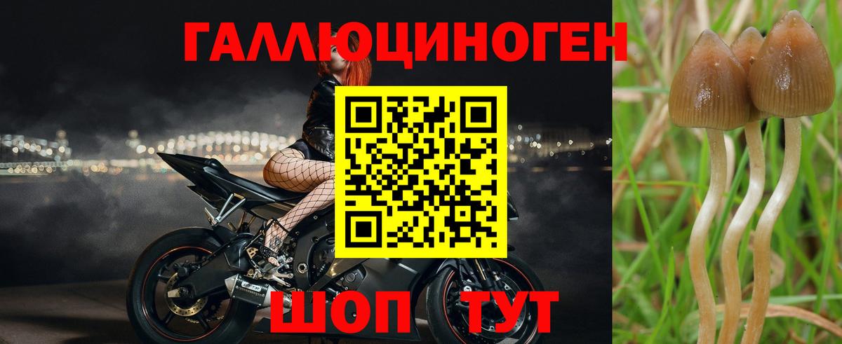 Псилоцибиновые грибы Psilocybe Унеча